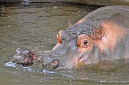 ぷかぷか赤ちゃん　お母さんといっしょ　（王子動物園提供）