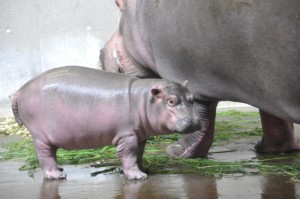 赤ちゃんカバ名前募集